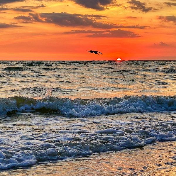 A bird is flying over the ocean at sunset.