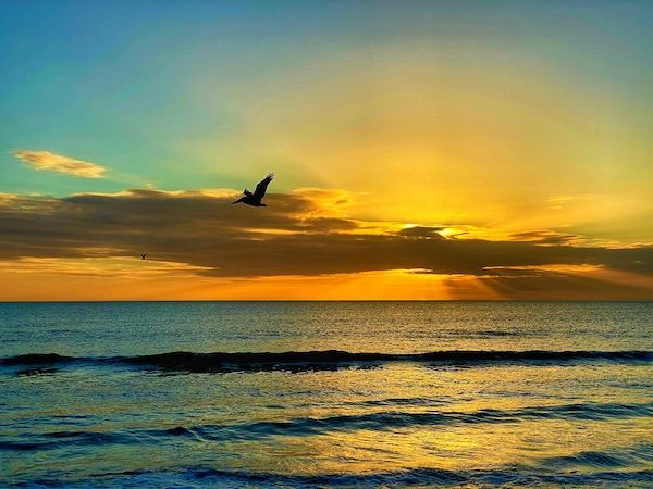 A bird is flying over the ocean at sunset.
