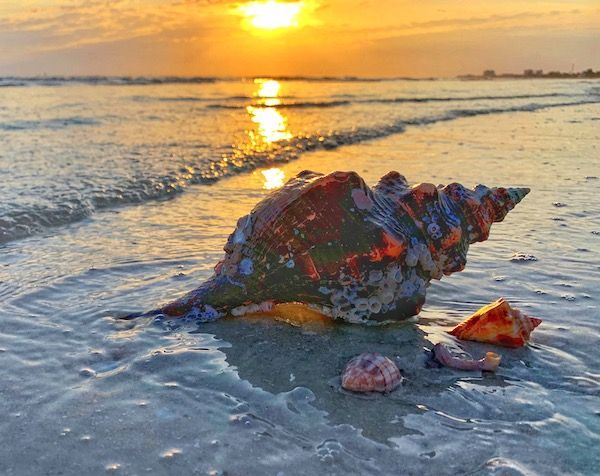 A sea shell is sitting on the beach at sunset.