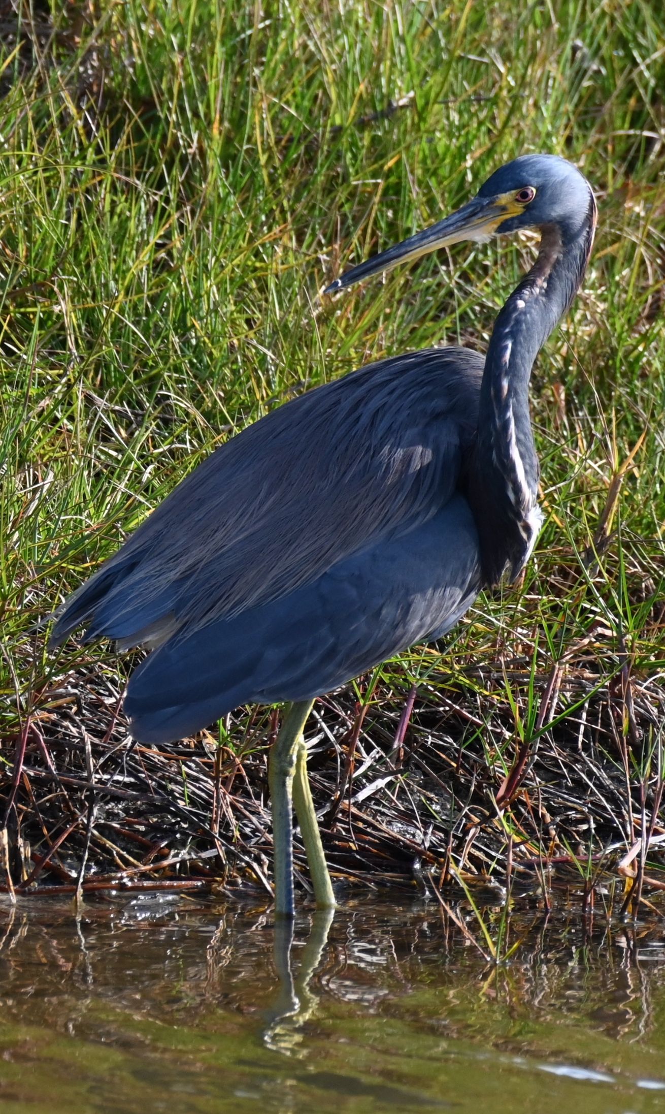A bird with a long beak is standing in the water.
