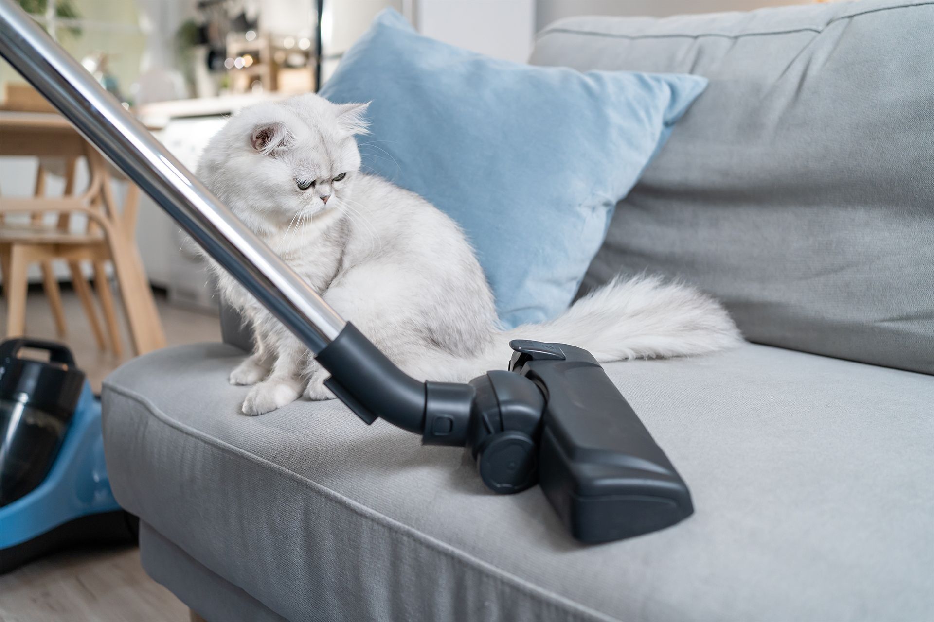 A white cat sits on a gray sofa, staring at a vacuum cleaner being used near it.