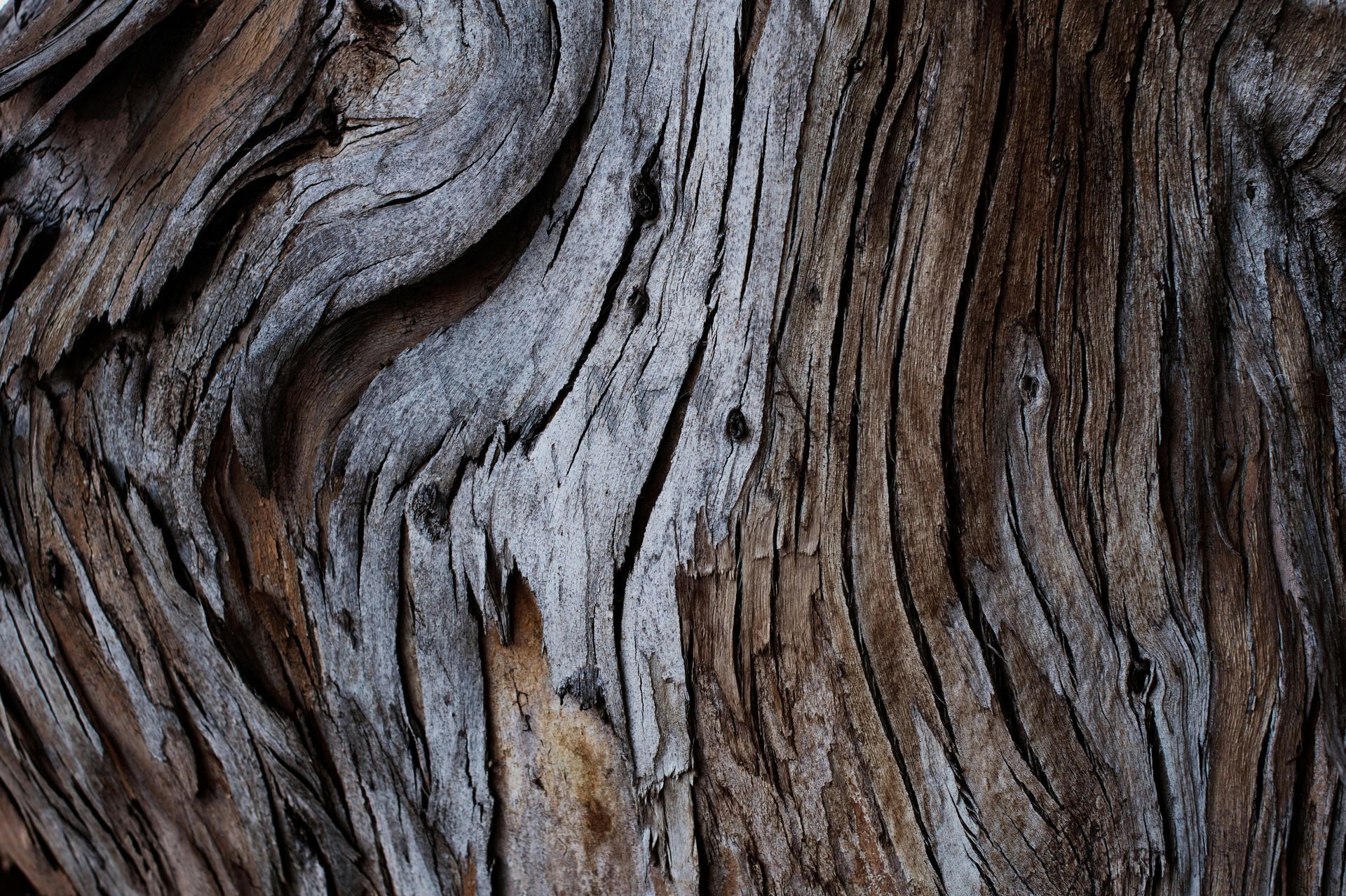 Close-up of weathered wood with swirling grain and shades of gray and brown.