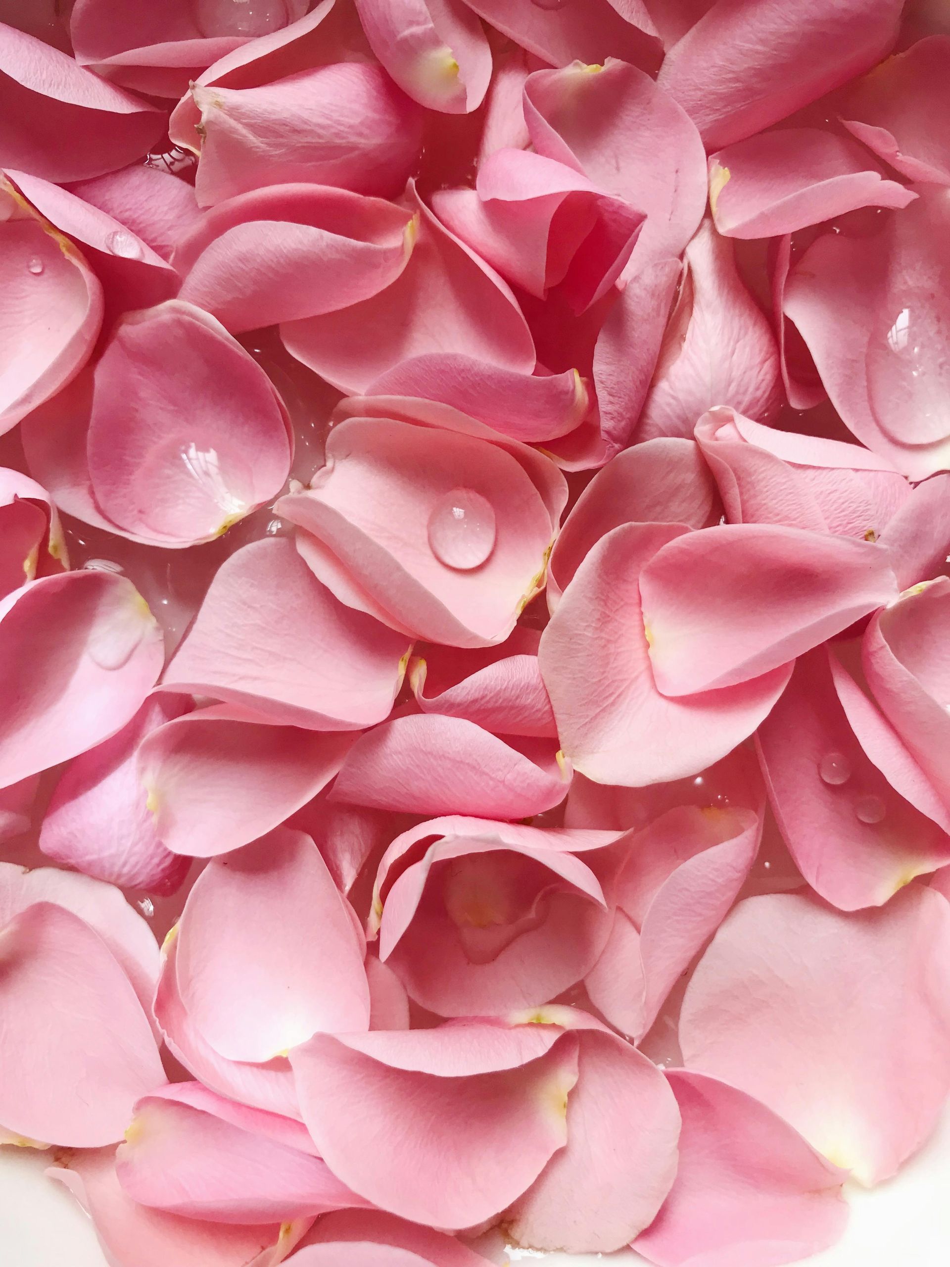 A pile of pink rose petals with water drops on them