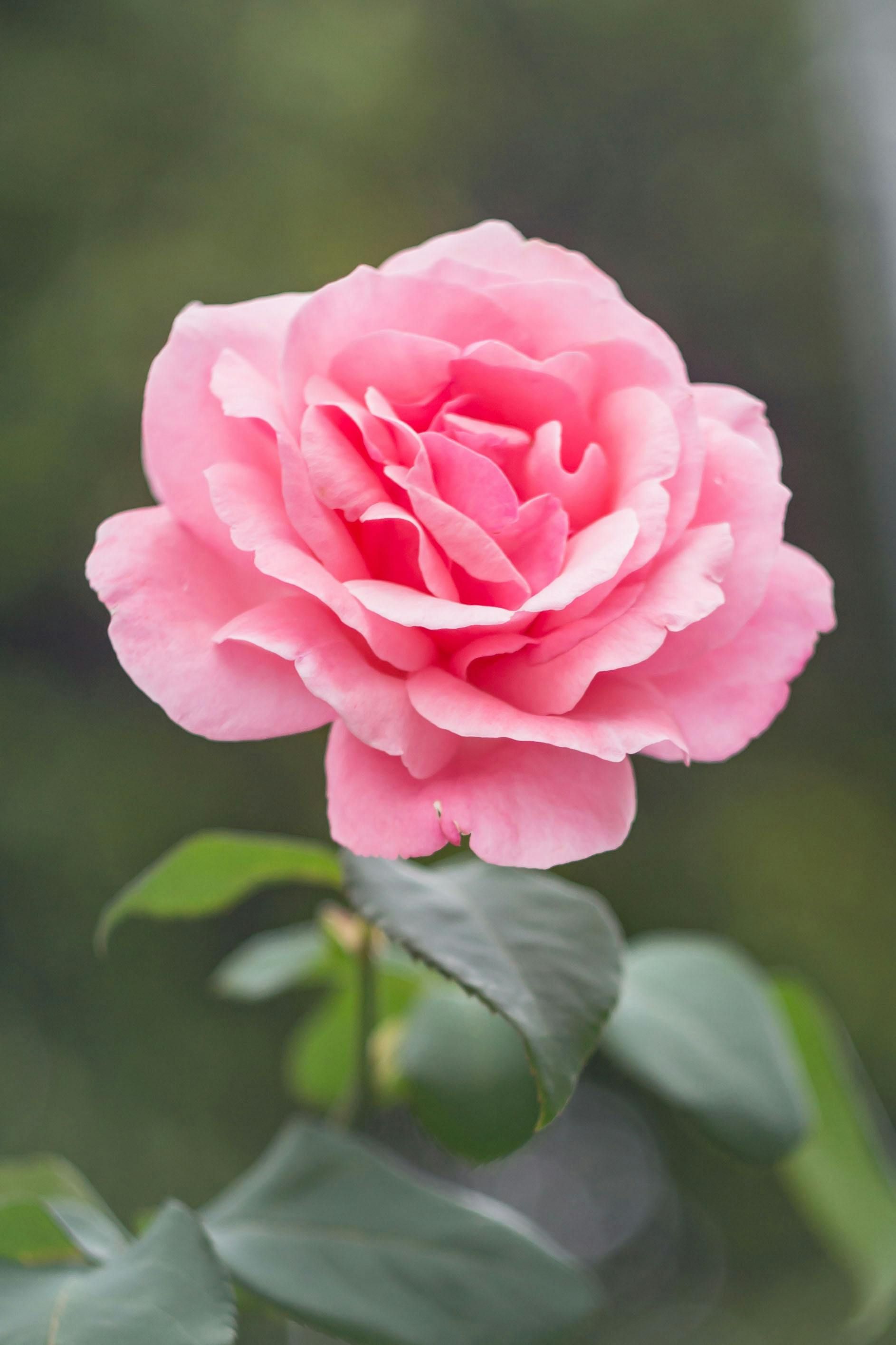 A close up of a pink rose with green leaves
