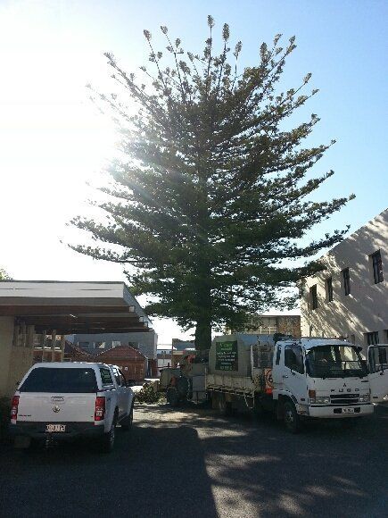 A Large Tree with House on the Back | Wynyard, Tas | Arborimage