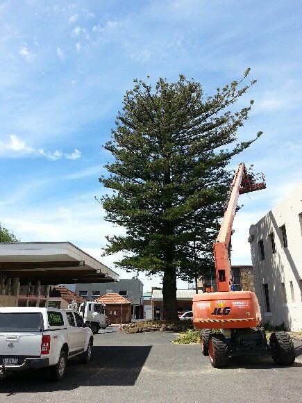 Car and Heavy Equipment Used for Lifting a Person to Cut a Tree | Wynyard, Tas | Arborimage