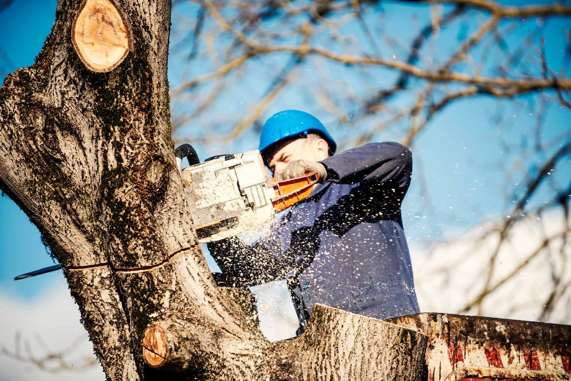 A Man with Blue Hard Hat Trimming the Trees | Wynyard, Tas | Arborimage