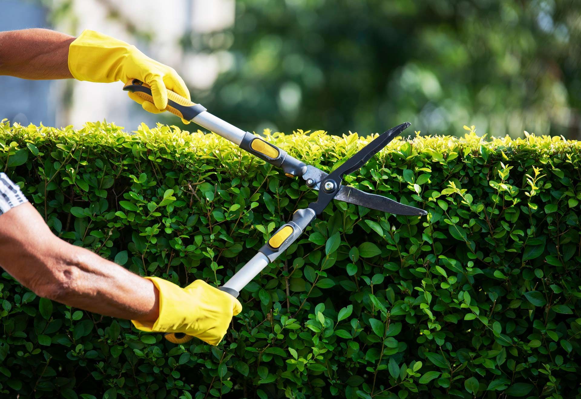 Professional Gardener with Sharp Scissors Trimming Backyard Plants | Wynyard, Tas | Arborimage