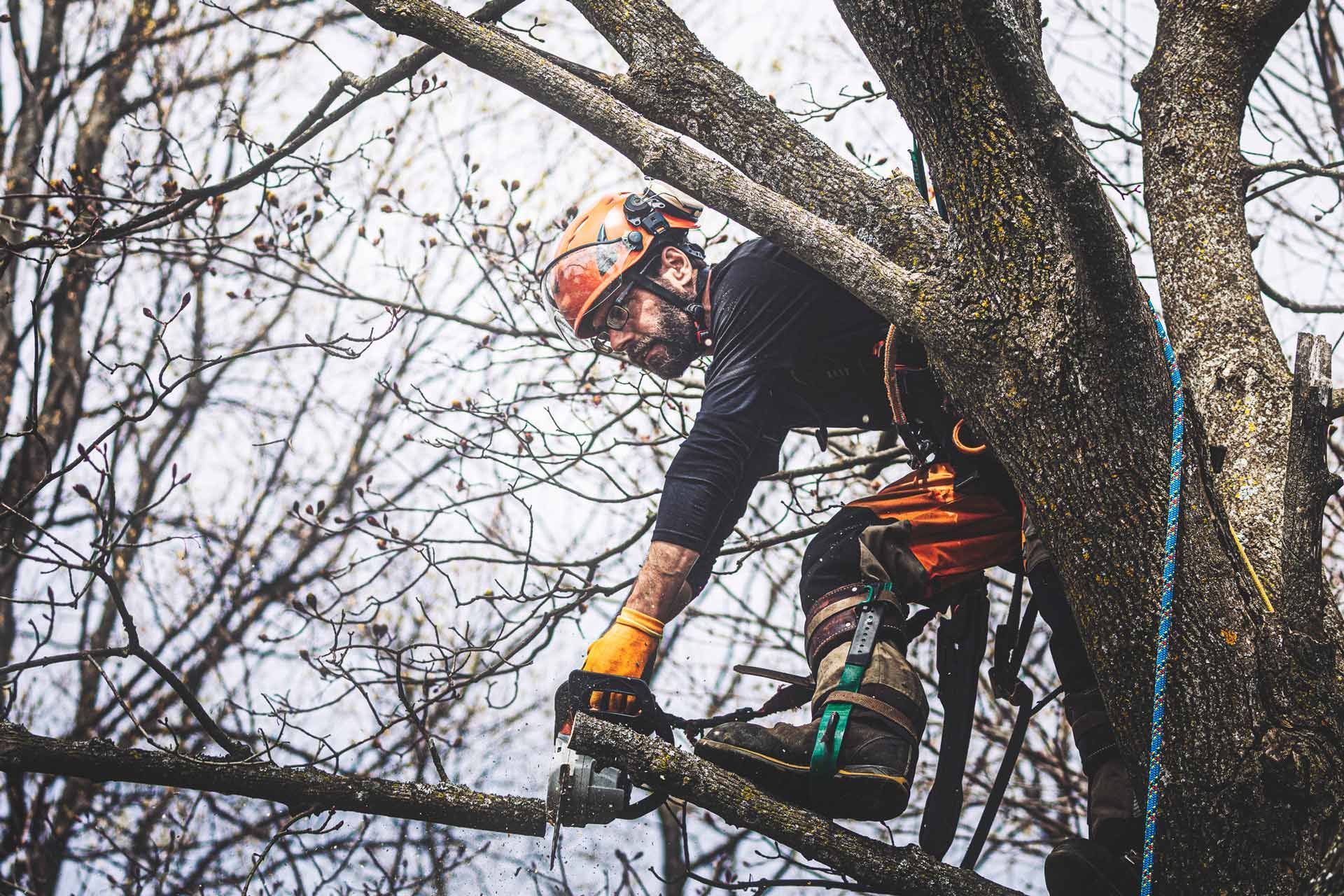 A Man Standing High Up on a Tree Branch and Cutting a Tree | Wynyard, Tas | Arborimage