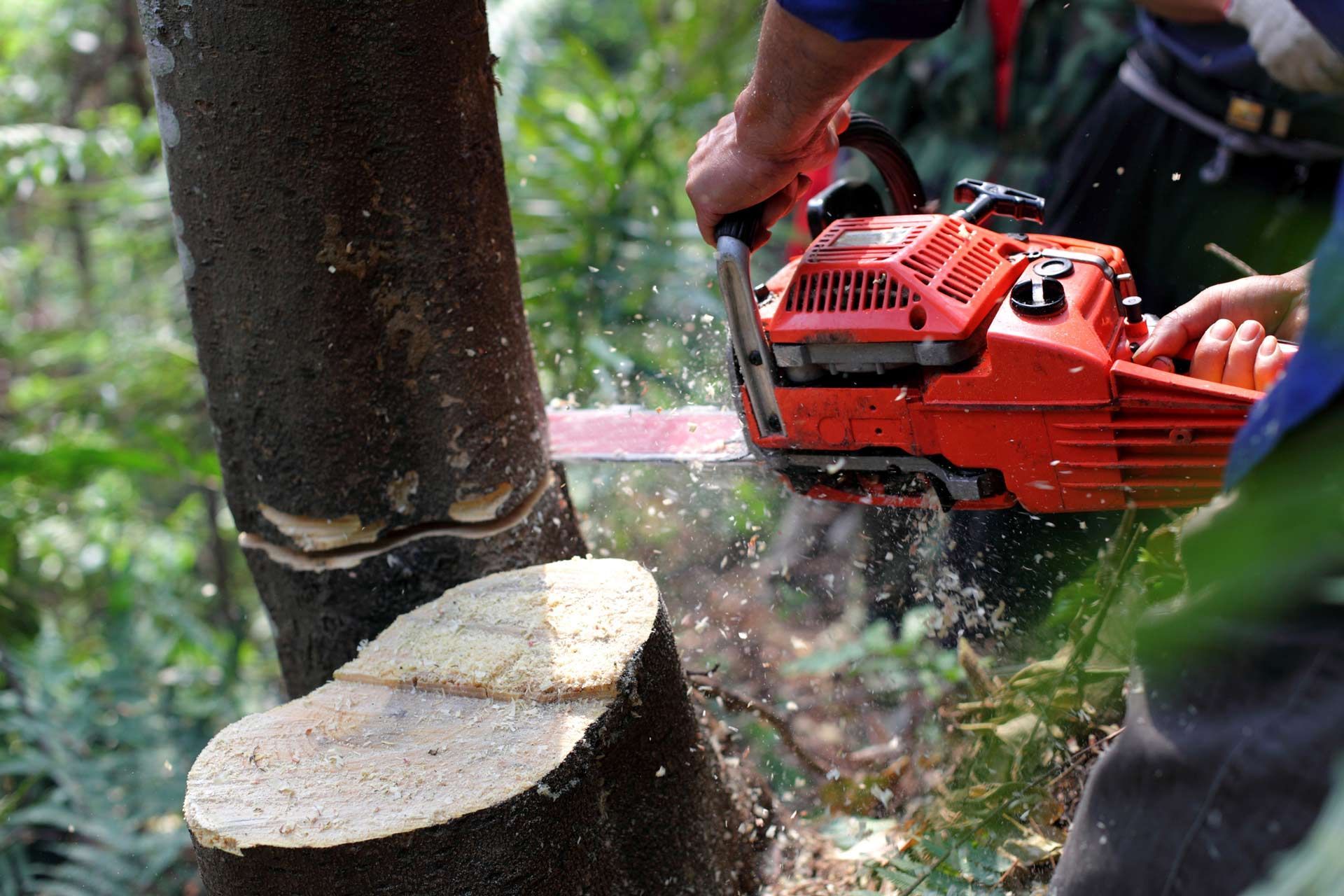 Cutting the Tree with Red Chainsaw | Wynyard, Tas | Arborimage