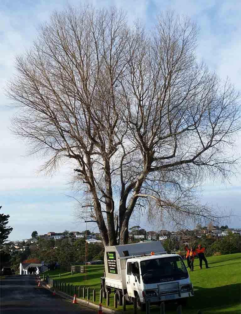 Company Car and a Group of Man Assessing for Cutting a Tree | Wynyard, Tas | Arborimage