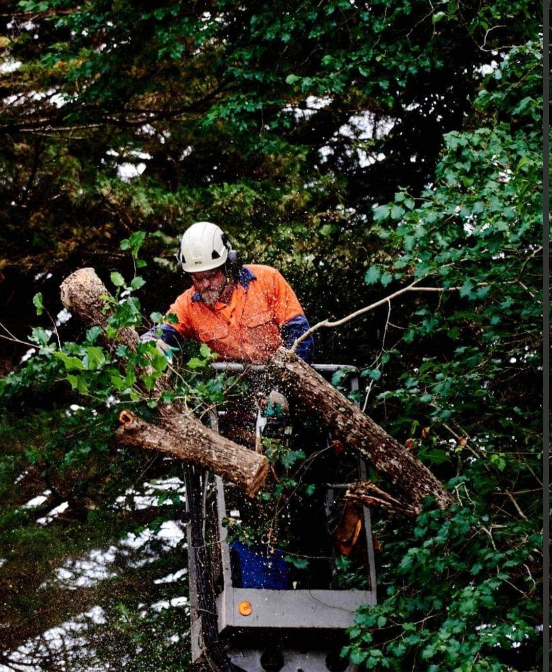An Old Man with White Hard Har Cutting a Large Branch of Tree | Wynyard, Tas | Arborimage