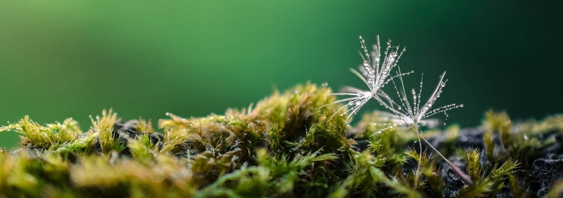 Dandelion seeds blowing in the wind, representing human composting, return to earth, and legacy