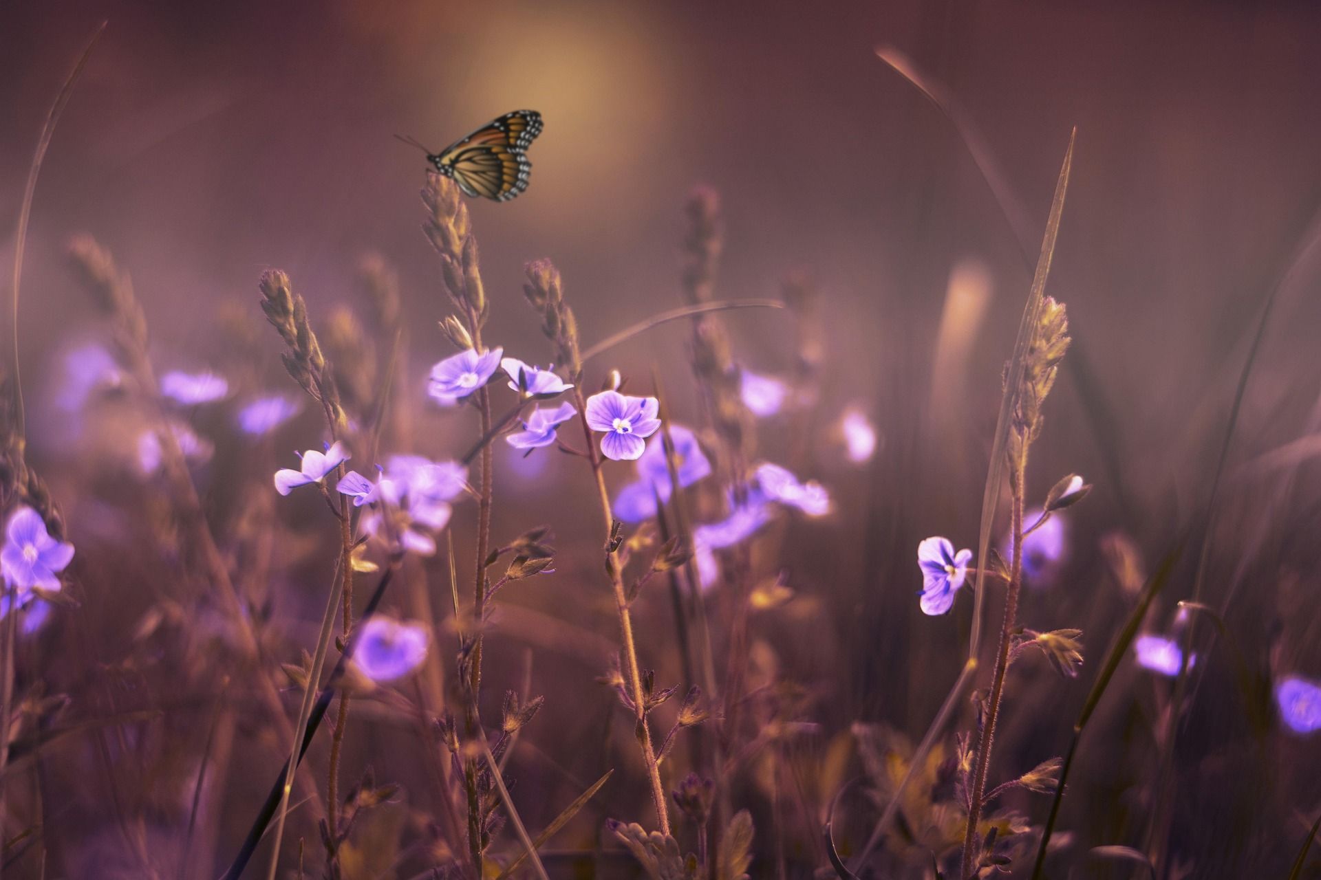 Purple wildflowers with butterfly, representing cremation memorial services and remembrance