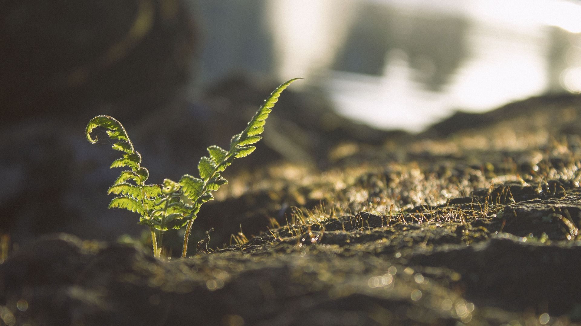 Young fern sprouting from soil, symbolizing renewal, remembrance, and the cycle of life.
