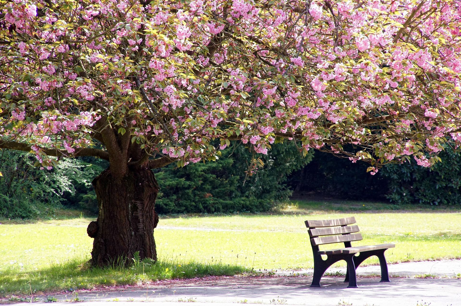 Wooden bench under a pink flowering tree, evoking a space for reflection and memorial merchandise