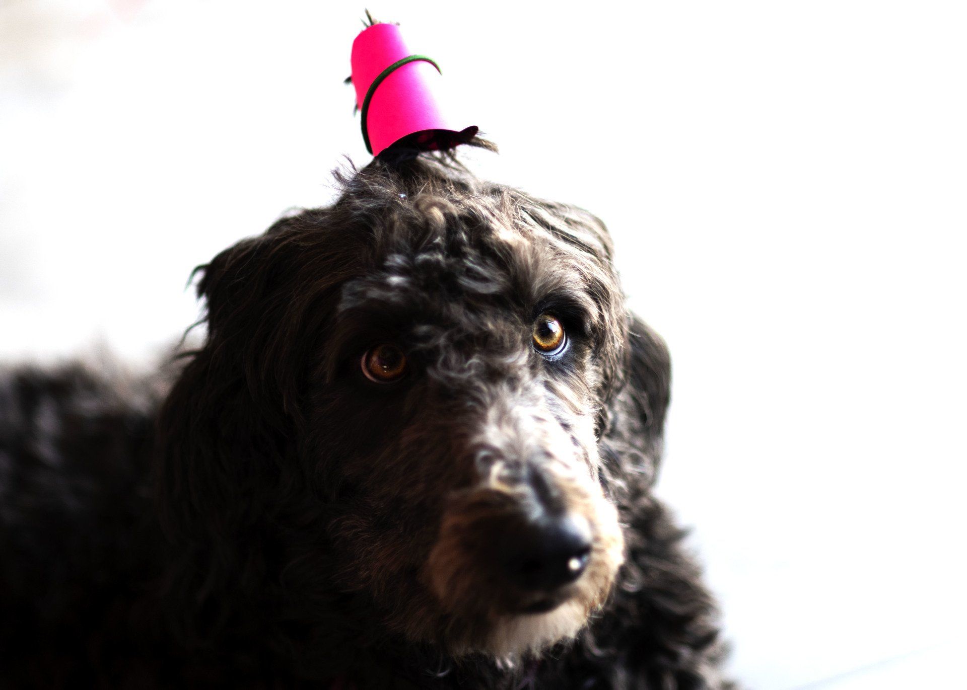 a dog wearing a pink party hat on its head