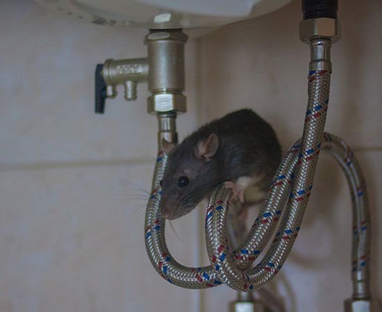 Rat At Water Pipes — Cleveland, TN — Volunteer Rid-A-Pest