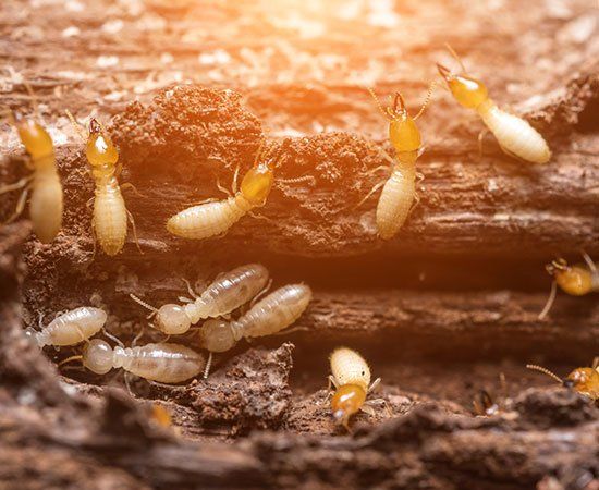 Close Up Termites — Cleveland, TN — Volunteer Rid-A-Pest