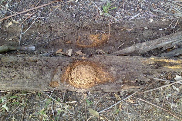 termite nest in old railway sleeper