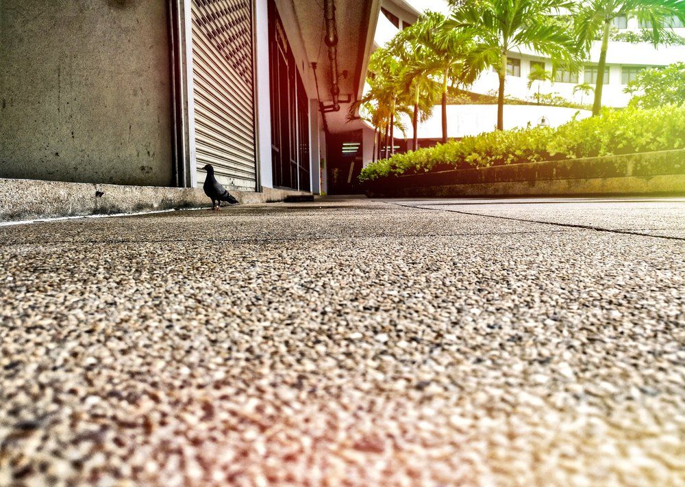 The Pigeon Walking on Walkways — Professional Concreting in Sunshine Coast, QLD