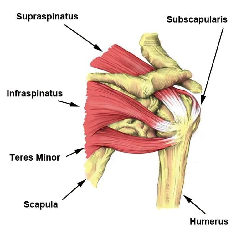 A Diagram Showing the Muscles and Bones of the Shoulder — Anderson Family Chiropractic Health Centre in Mount Pleasant, QLD