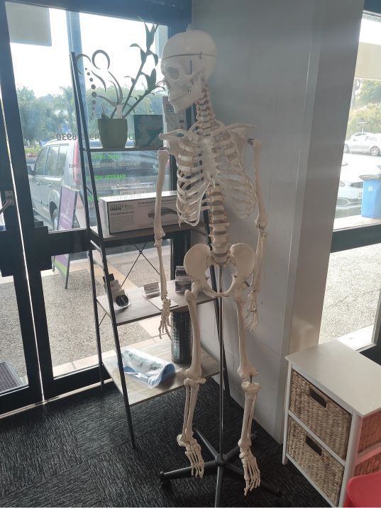 A Skeleton is Standing in a Room Next to a Window — Anderson Family Chiropractic Health Centre in Mount Pleasant, QLD