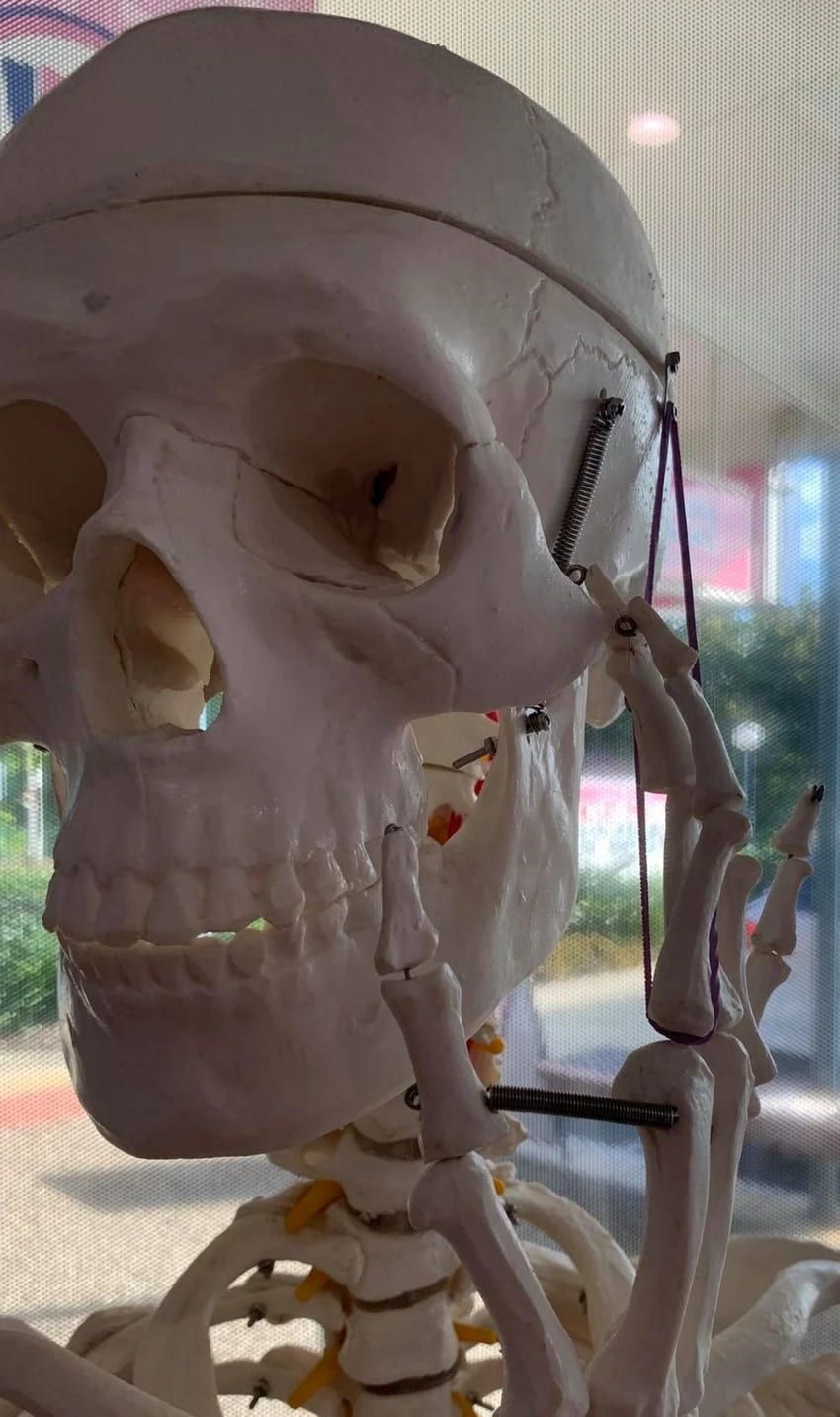 A Close Up of a Skull — Anderson Family Chiropractic Health Centre in Mount Pleasant, QLD