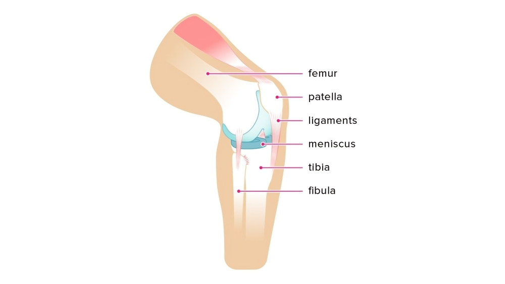 A Diagram of the Anatomy of a Knee Joint — Anderson Family Chiropractic Health Centre in Mount Pleasant, QLD
