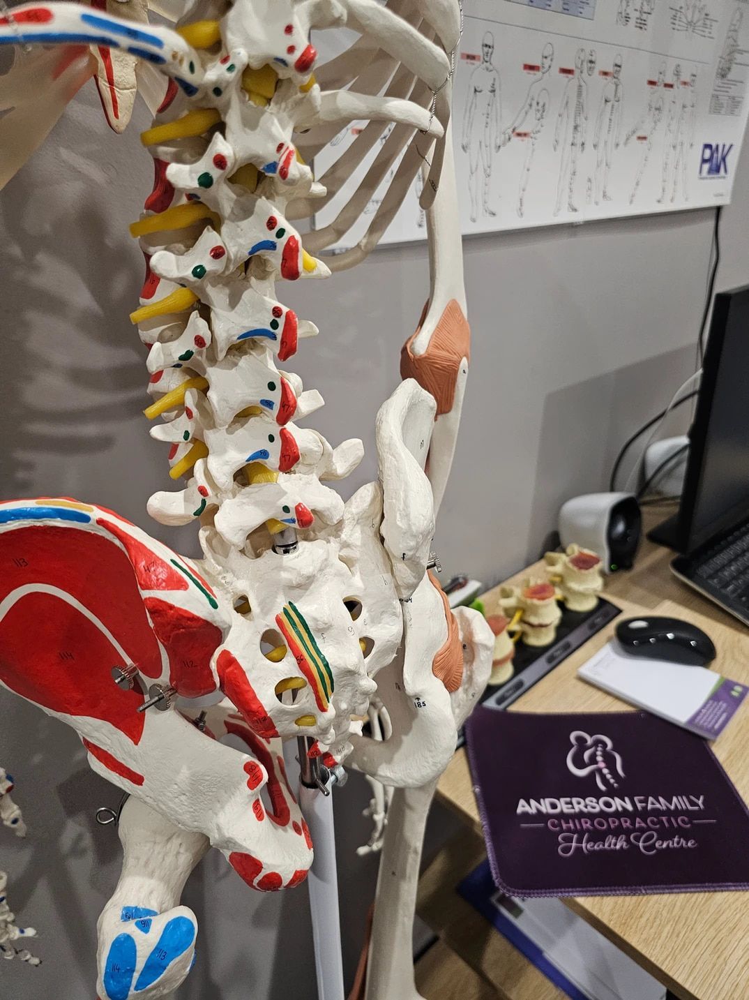 A Skeleton is Sitting on a Table — Anderson Family Chiropractic Health Centre in Mount Pleasant, QLD