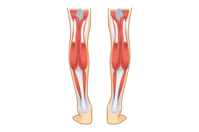 A Diagram of a Person 's Legs Showing the Muscles and Bones — Anderson Family Chiropractic Health Centre in Mount Pleasant, QLD