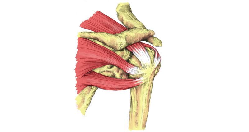 A Diagram of a Shoulder With Muscles and Bones — Anderson Family Chiropractic Health Centre in Mount Pleasant, QLD
