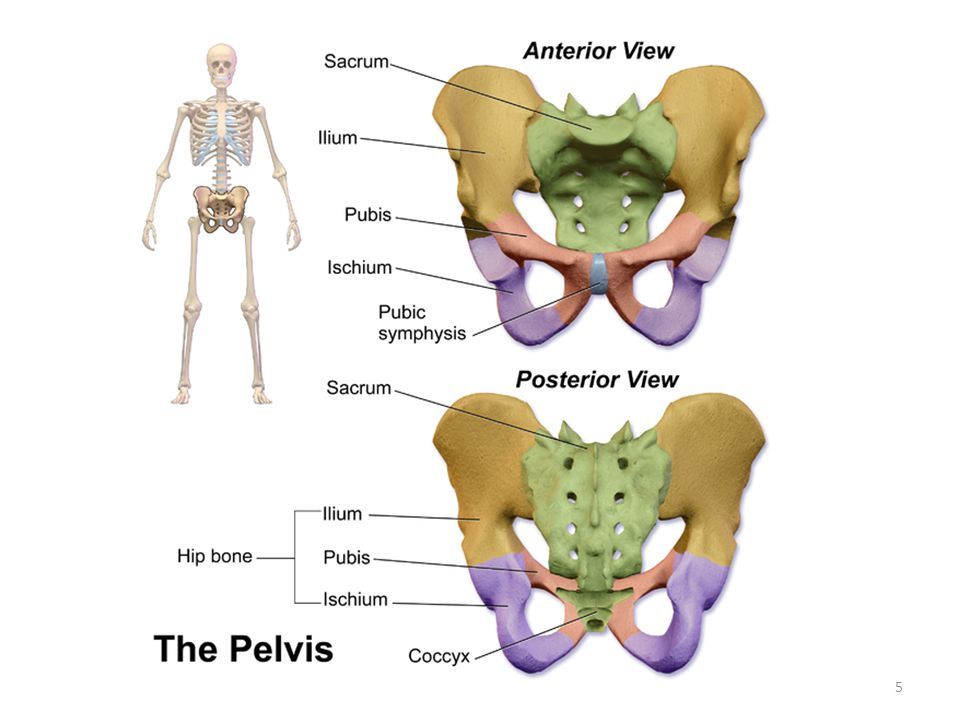 A Diagram of the Pelvis With a Skeleton in the Background —Anderson Family Chiropractic Health Centre in Mount Pleasant, QLD