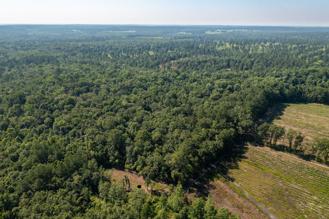An aerial view of a lush green forest with a lot of trees.