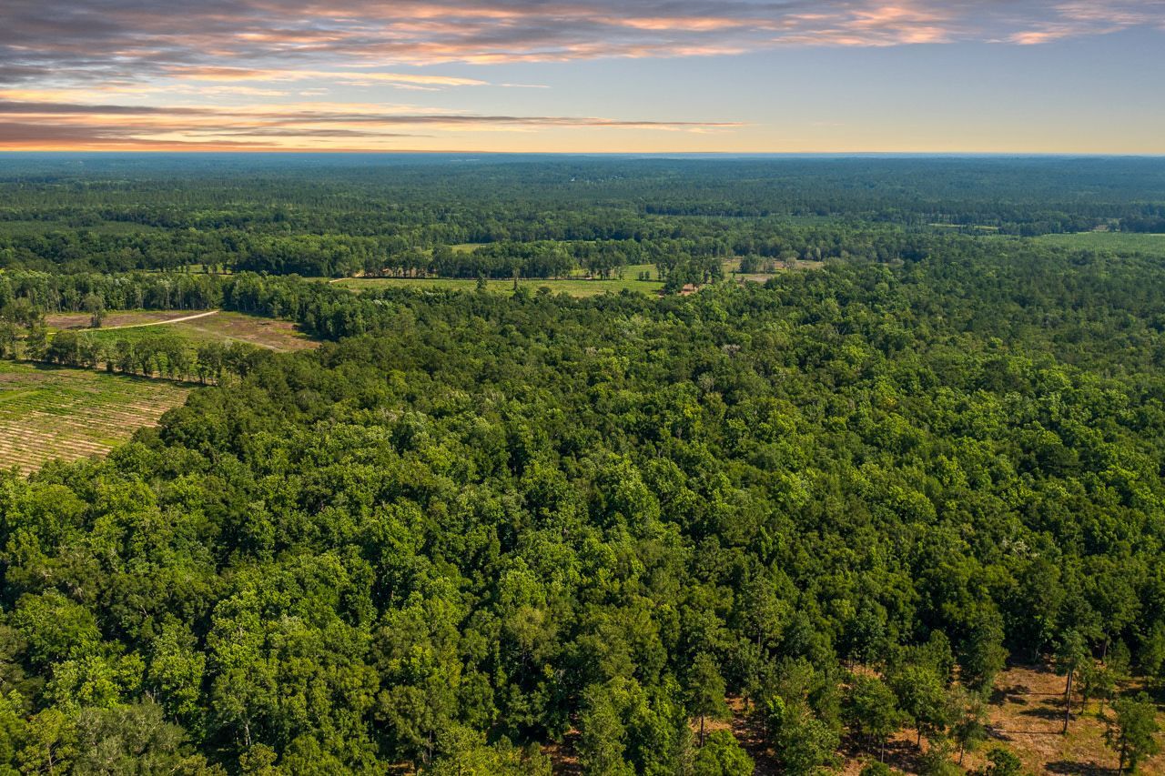 An aerial view of a lush green forest with a cloudy sky in the background.