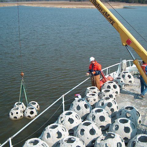Virginia oyster industry