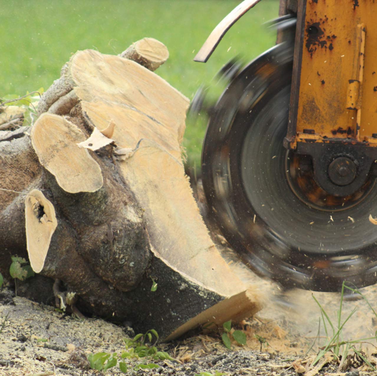Stump Grinding — Arafura Tree Services and Consulting in Pinelands, NT