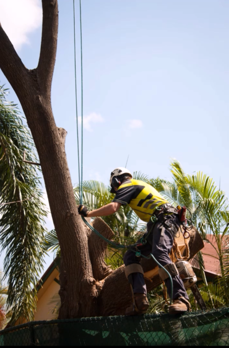 Tree Removal— Arafura Tree Services and Consulting in Pinelands, NT