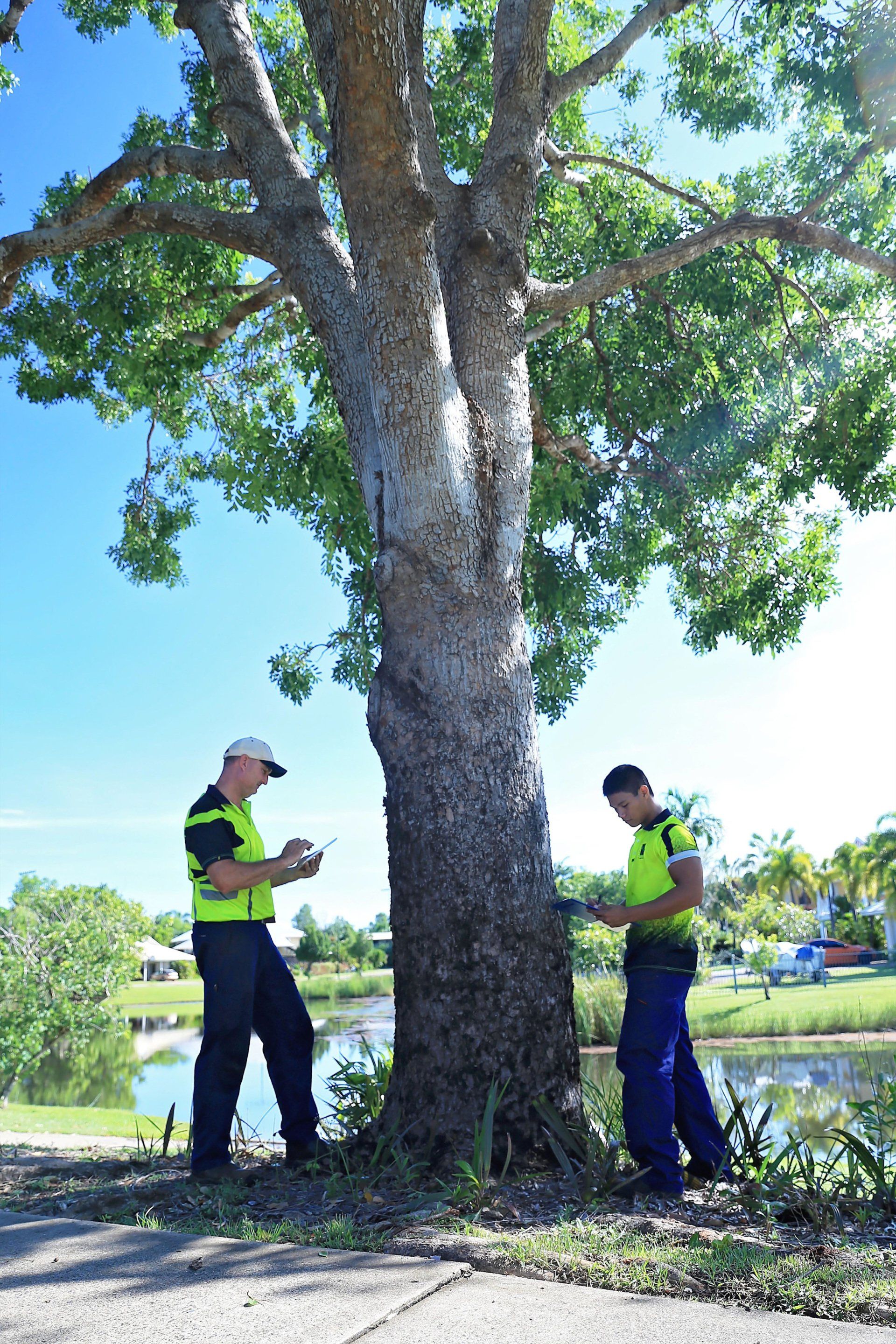Arborist — Arafura Tree Services and Consulting in Pinelands, NT