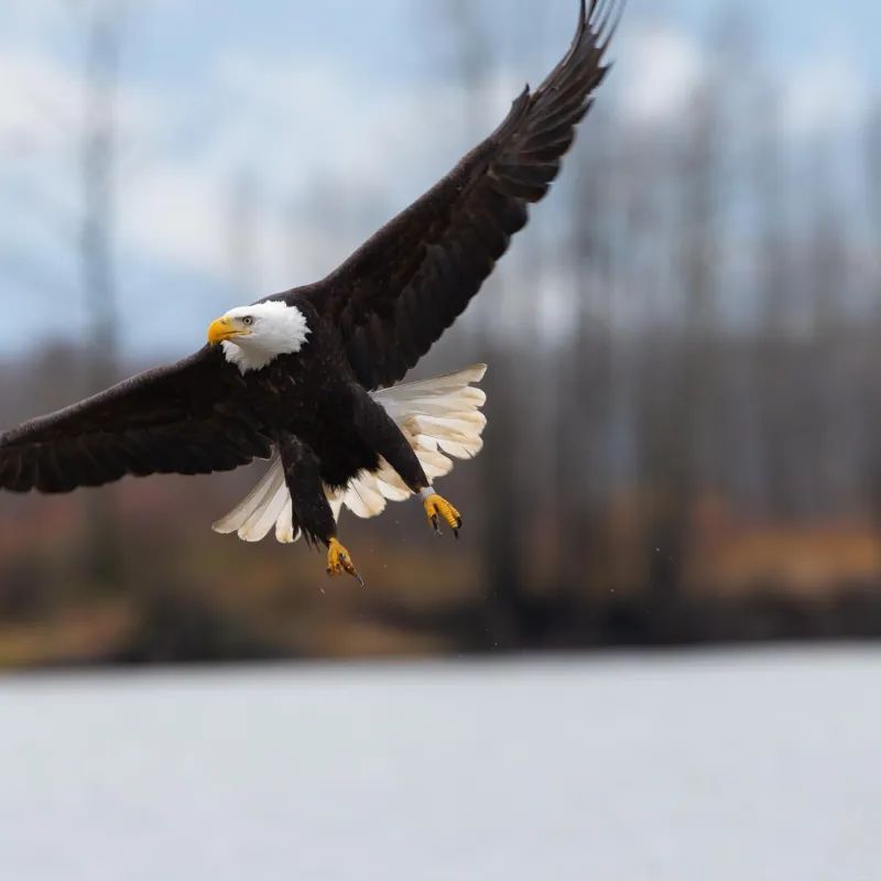 A bald eagle is flying over a body of water