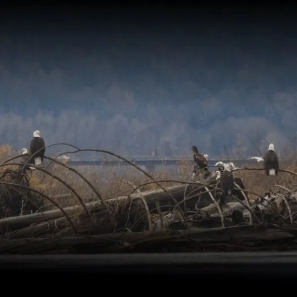 A group of bald eagles are sitting on a tree branch.