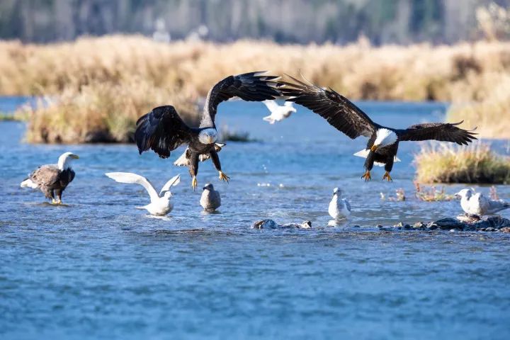 A group of bald eagles are flying over a body of water.