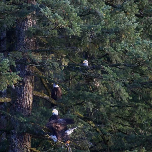 Two bald eagles perched on a tree branch
