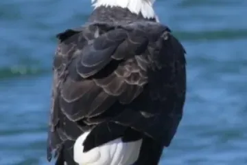 A bald eagle is standing on top of a body of water.