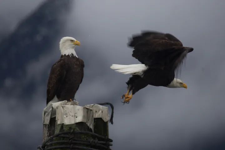 Two bald eagles are perched on a pole and one is flying