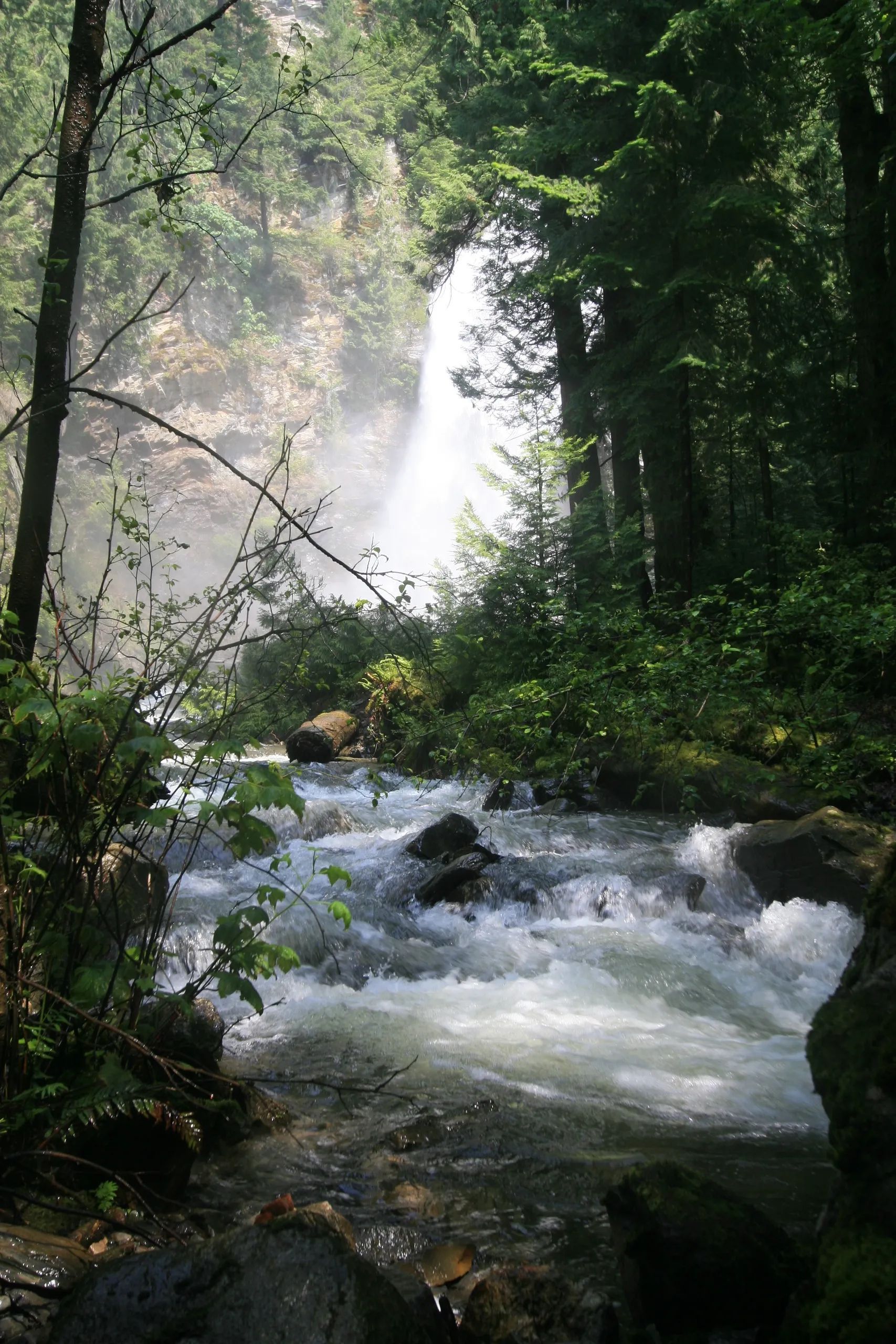A waterfall in the middle of a forest surrounded by trees