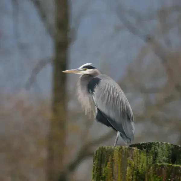 A bird is perched on top of a tree stump.