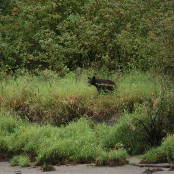 A black bear is walking through a grassy field.