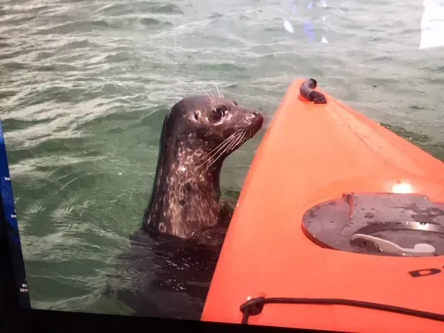 A seal is swimming next to an orange kayak in the water