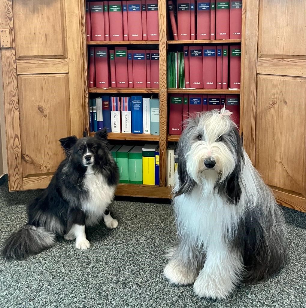 Zwei Hunde sitzen nebeneinander vor einem Bücherregal